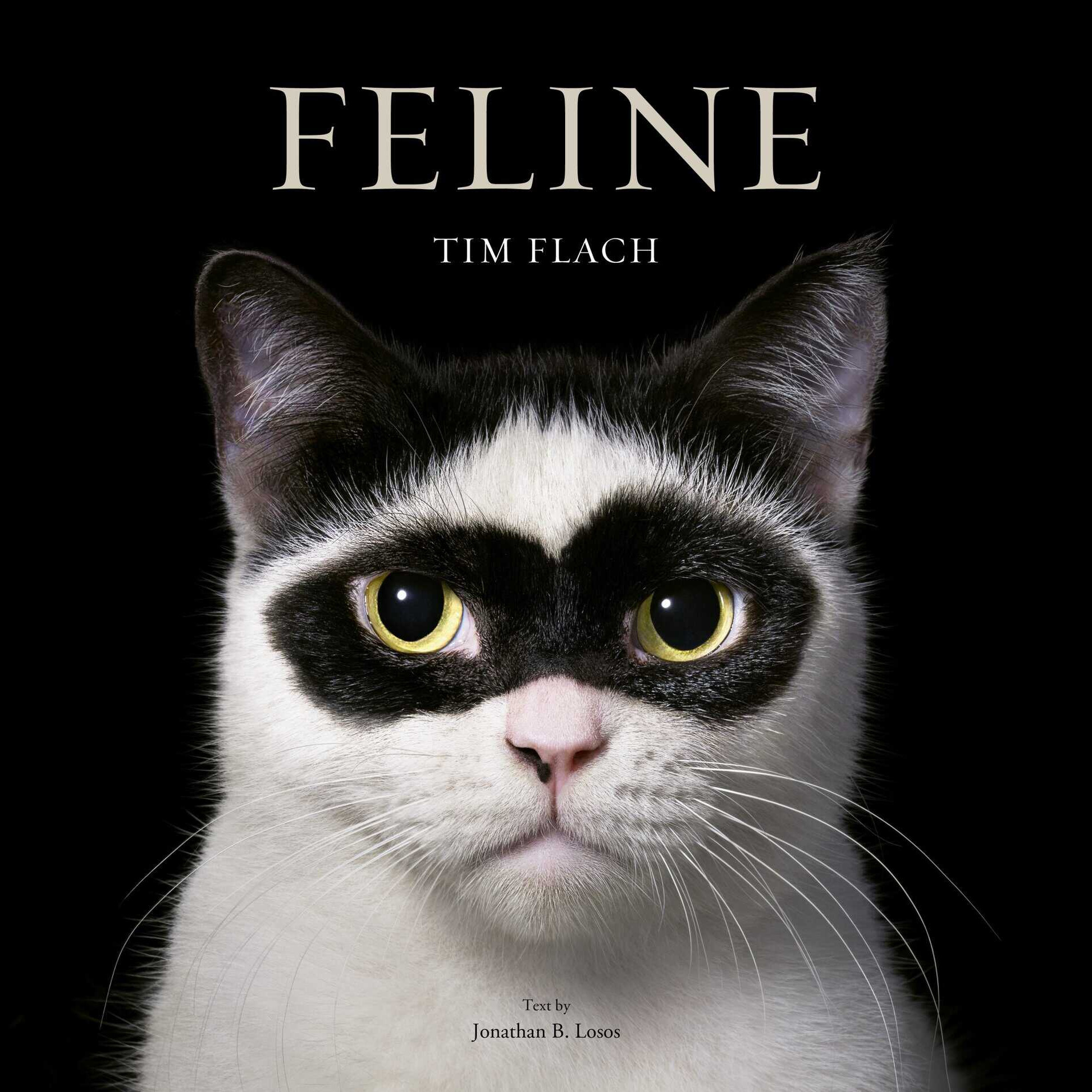 Feline