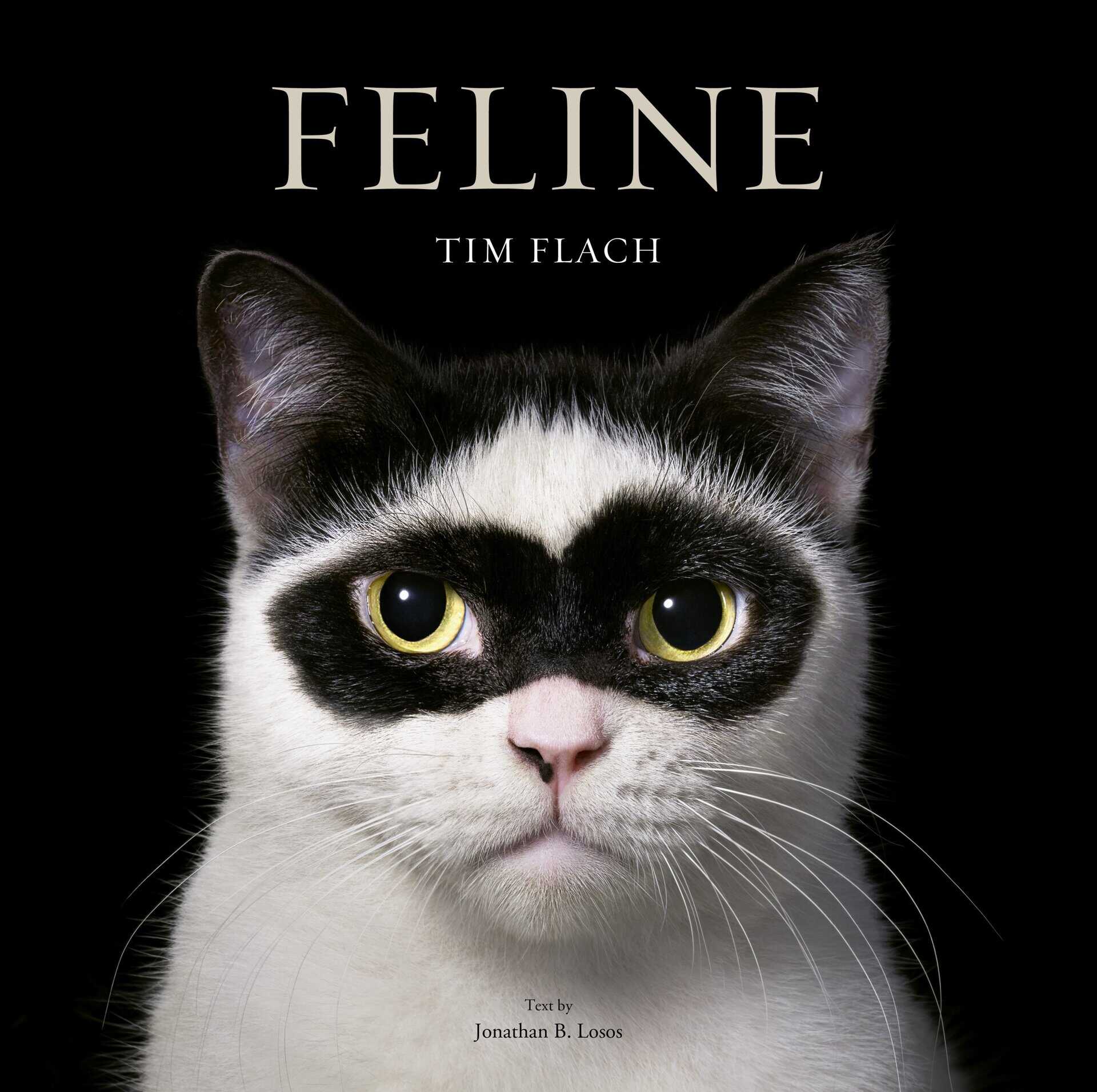 Feline
