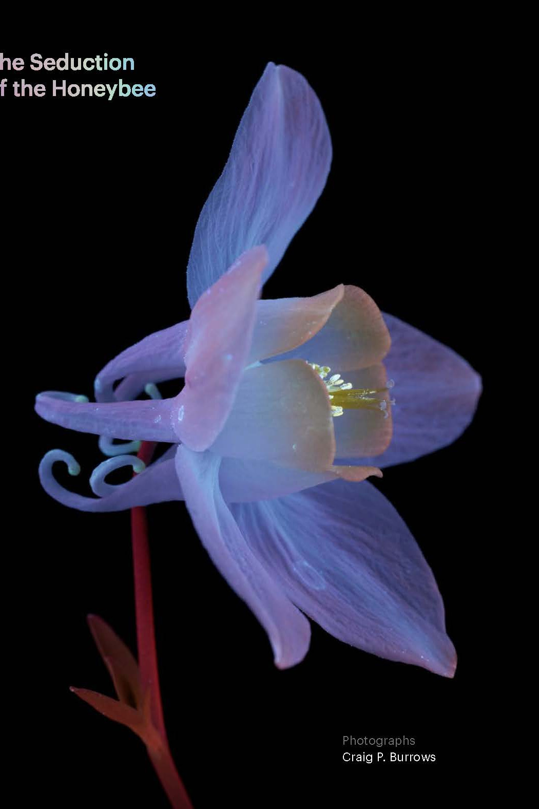 Seduction of the Honey Bee