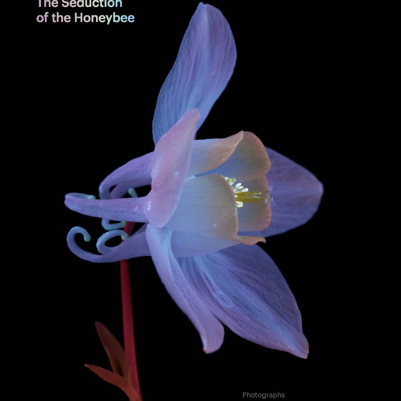 Seduction of the Honey Bee